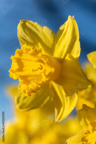 Narzissen Narcissus Blume Blüte gelb intensiv Sonne Licht blauer Himmel Frühling Ostern Garten Zwiebeln Bote Kontrast Sauerland Deutschland Botanik floral Stempel Staubgefäße Bestäubung Bienen Pollen 