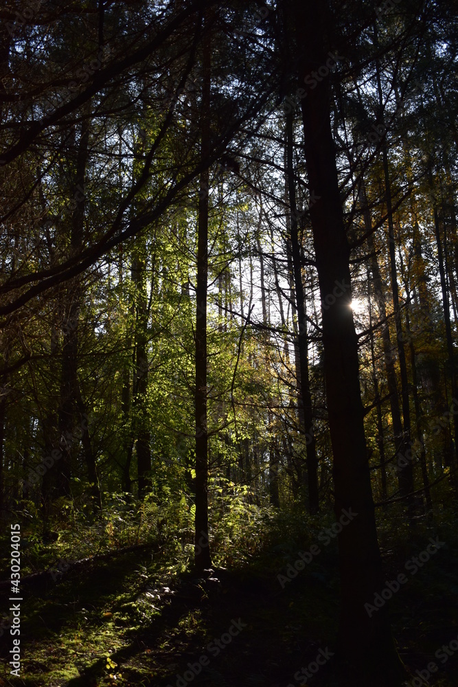 Obraz premium deep in the forest