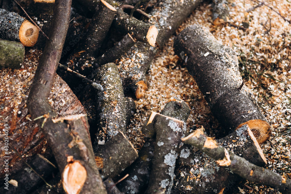 Fototapeta premium Сut firewood in the forest