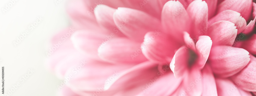 Banner with macro shot of pink chrysanthemum flower.