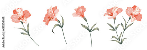 Set of differents alstroemeria flowers on white background. photo