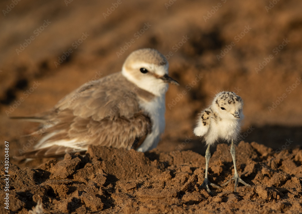 Kentish Plover and her chick, Bahrain Kentish Plover and her chick, Bahrain