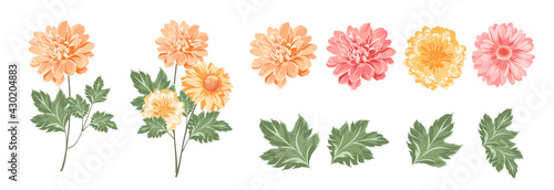 Set of differents chrysanthemums on white background. photo