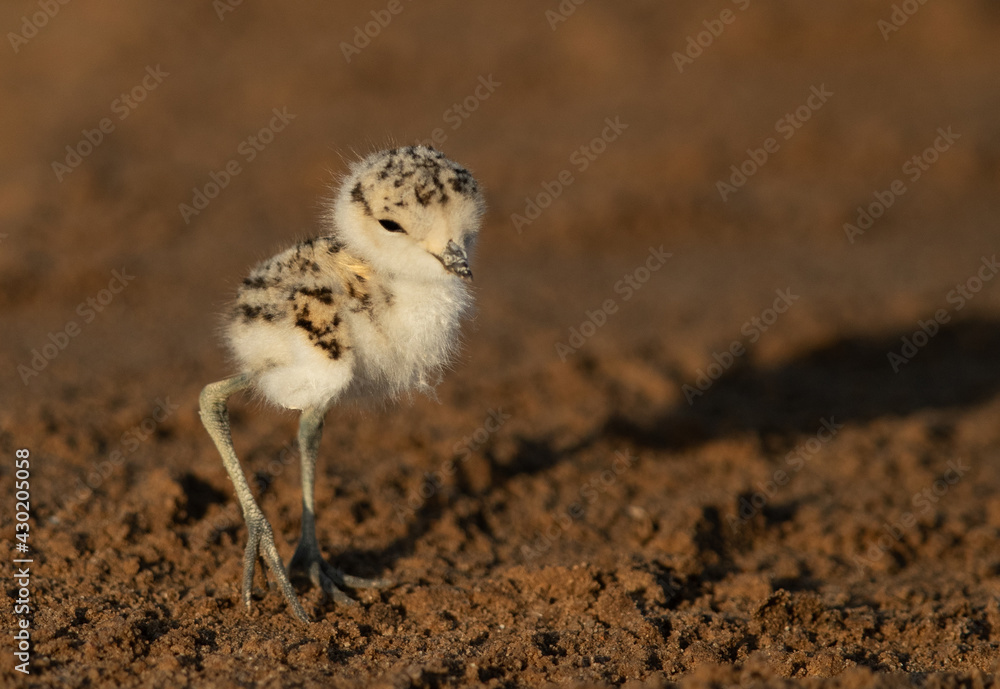 Portrait of a Kentish Plover chick, Bahrain