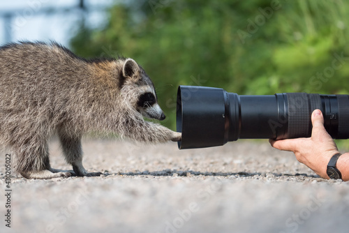 Photography A raccoon examines a photographer's telephoto lens at Lynde Shores Conservation Area in Whitby, Ontario