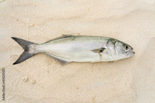 Bluefish  Pomatomus saltatrix   Tailor  Elf  Shad  on the sand caught on Mole Crab  Sand Flea  