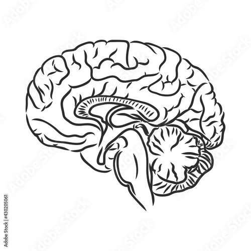 Brain of the person for medical design. Vector sketch.