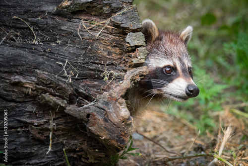 Photography A raccoon pokes its head out of a hollow log in Rouge National Ubran Park in Scarborough, Ontario