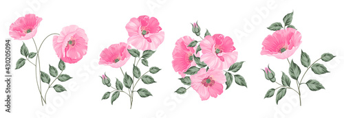 Set of differents peonies on white background.