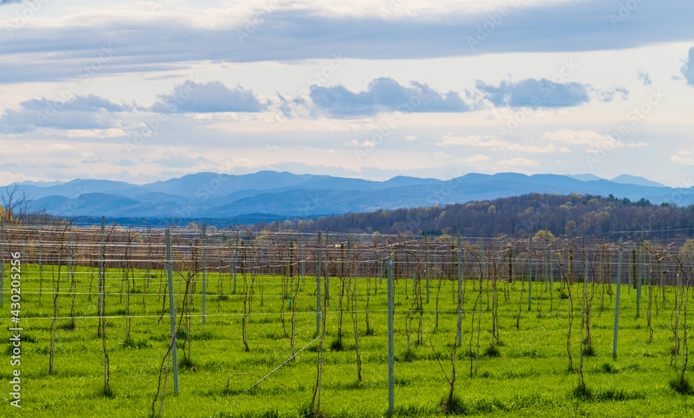 a Vermont vineyard in spring looks towards the Adirondack mountains in New York 
