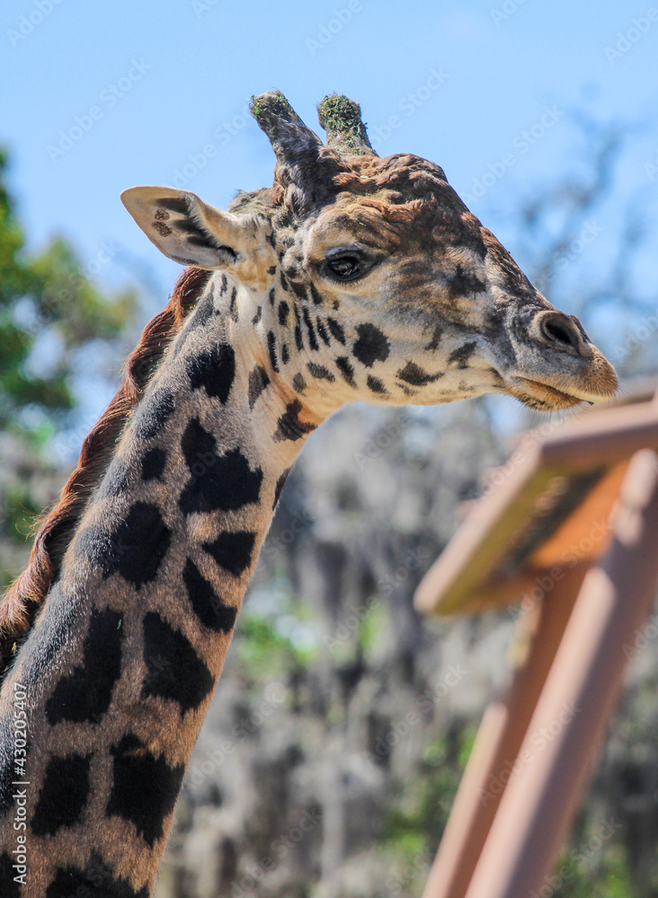 Fototapeta premium Portrait of a Giraffe