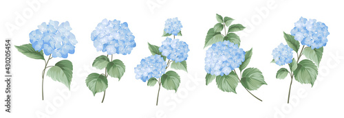 Set of differents hydrangea branches on white background.