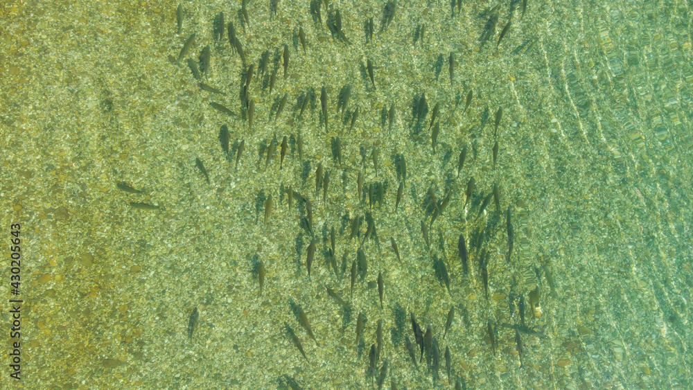 Aerial drone view of group of fish in the river. School of fish swimming in clean water. Aerial drone view of group of fish in the river. School of fish swimming in clean water.