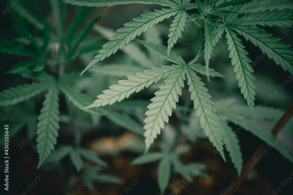 Thai Marijuana leaf in the cannabis plantation Thai Marijuana leaf in the cannabis plantation