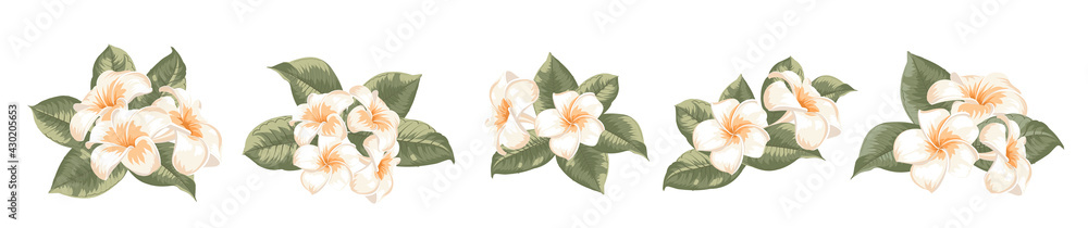 Set of differents plumeria flowers on white background.