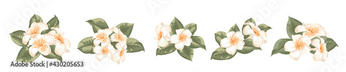 Set of differents plumeria flowers on white background.