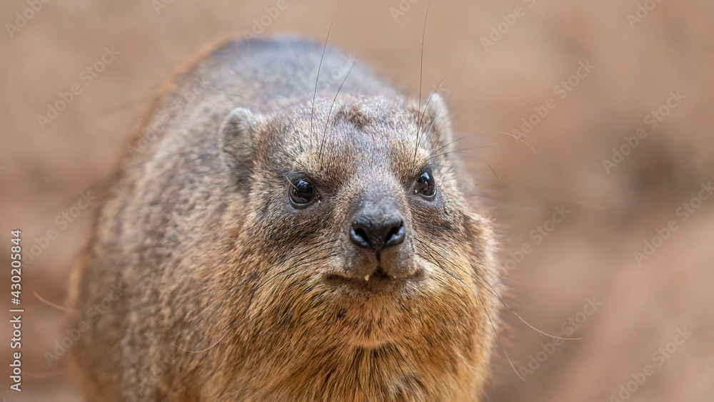 Frontal Close up of a Rock hyrax (Procavia capensis) Frontal Close up of a Rock hyrax (Procavia capensis)