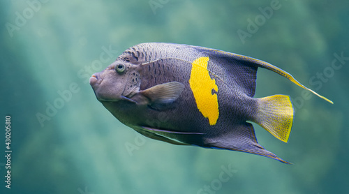 Close-up view of a Yellowbar angelfish (Pomacanthus maculosus)