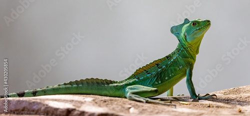 фотографія Close-up view of a Plumed basilisk (Basiliscus plumifrons)