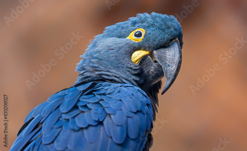 Close-up view of a Lears macaw (Anodorhynchus leari)