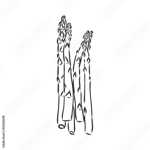 Asparagus cartoon vector asparagus, vector sketch on a white background