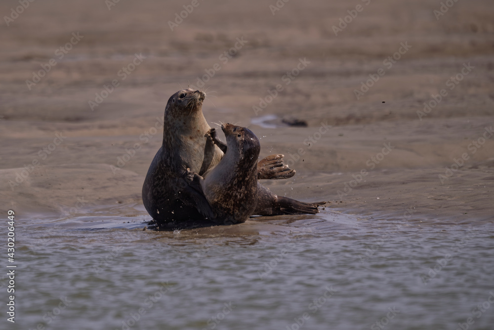 Fototapeta premium Ça bastonne chez les phoques