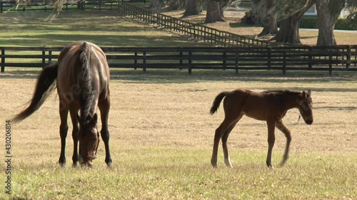mare-and-foal-feeding-in-pasture-outdoors-sunny-day-farm