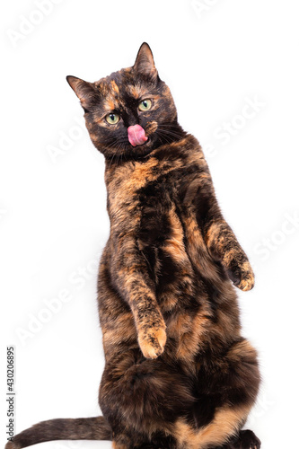 mottled tortoiseshell cat sits comically on its hind legs, raised its front paws and licks its lips.