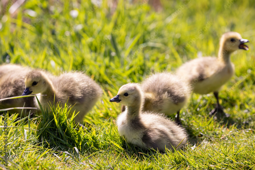 Family of young Canada Goose with newly hatched goslings Family of young Canada Goose with newly hatched goslings