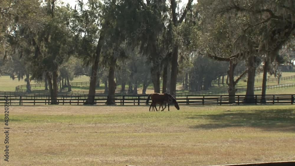 wide shot-horse-farm-pasture-sunny-day-outdoors-mare-and-foal-walking-trees-spanish-moss-peaceful-fresh-air wide shot-horse-farm-pasture-sunny-day-outdoors-mare-and-foal-walking-trees-spanish-moss-peaceful-fresh-air