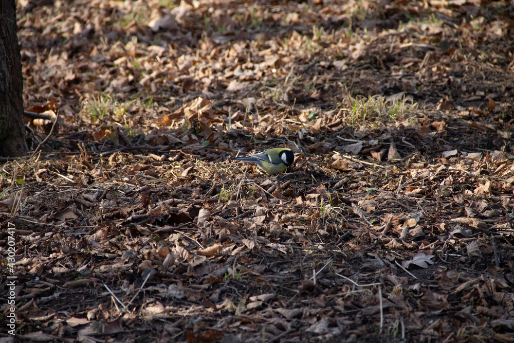 an adult chickadee is looking for food in the early spring in last year's grass in the park an adult chickadee is looking for food in the early spring in last year's grass in the park