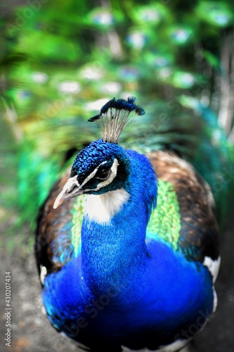Wallpaper Mural close up of peacock Torontodigital.ca