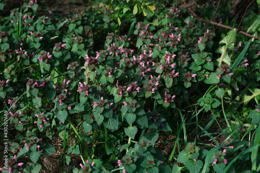 small lilac and purple flowers