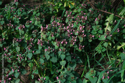 small lilac and purple flowers