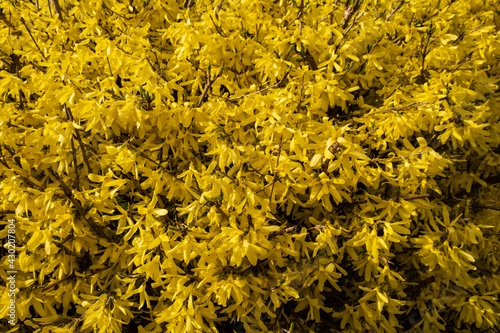 yellow flowers on the forsythia bush