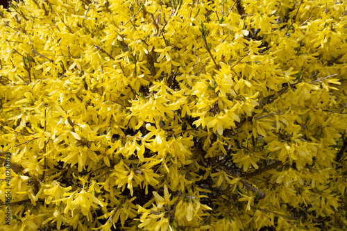 yellow flowers on the forsythia bush