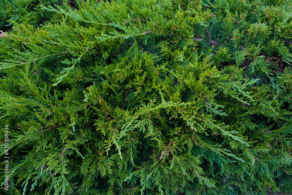 close up of green fir branches