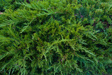 close up of green fir branches