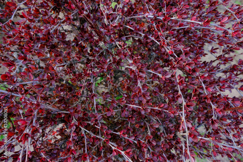 red and yellow leaves on the branches of barberry
