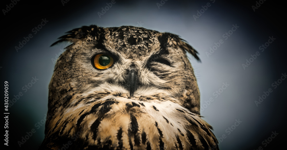 Fototapeta premium The horned owl with one open eye. On a grey background.