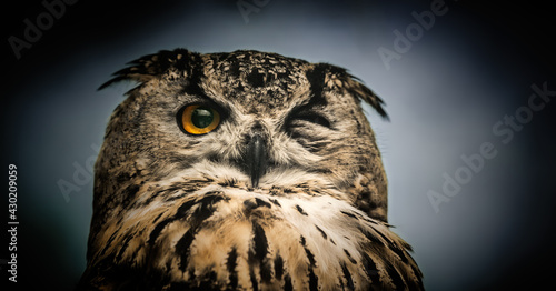 The horned owl with one open eye. On a grey background.