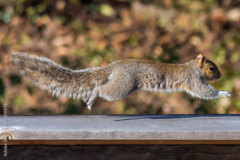 Obraz premium squirrel on the ground