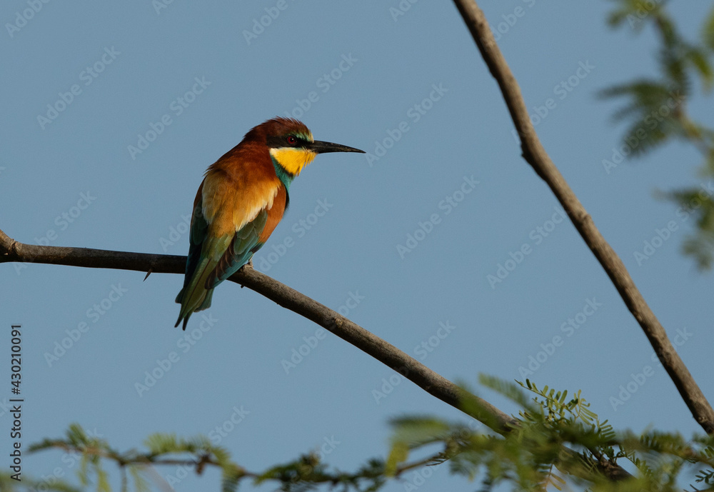 European bee-eater perched on a tree, Bahrain European bee-eater perched on a tree, Bahrain