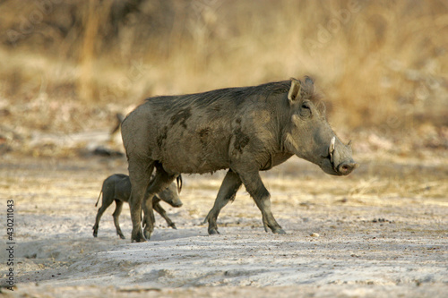 phacochère (phacochoerus aethiopicus)
