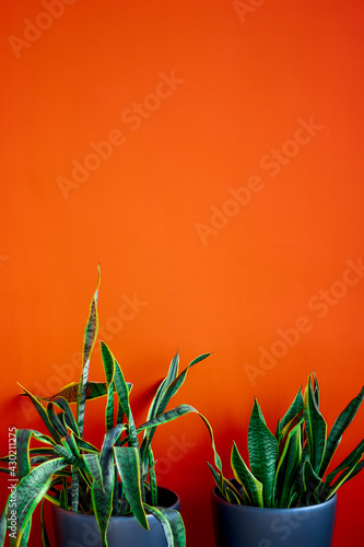 Pots with green plant Sansevieria on the orange wall background with copy space. Home decor