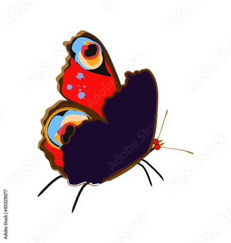 Motyl 2