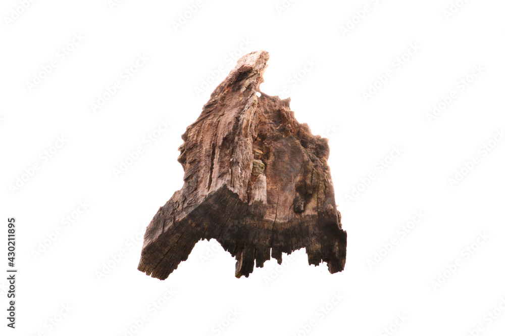 Fototapeta premium rotten tree isolated on white background