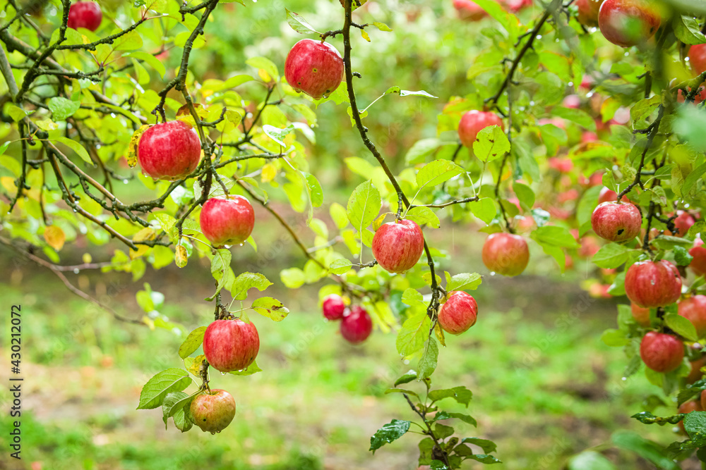 Apple tree in old apple orchard during rainy day.