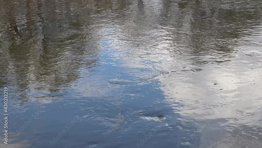 Water flowing, clouds and trees are reflected on water surface. Fast river flow with whirlpools Water flowing, clouds and trees are reflected on water surface. Fast river flow with whirlpools
