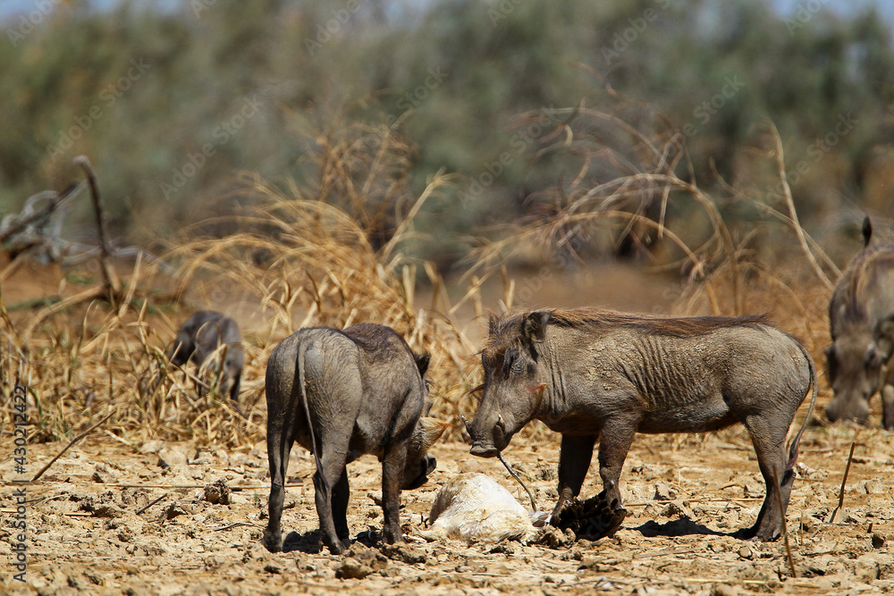 Fototapeta premium phacochère (phacochoerus aethiopicus) 